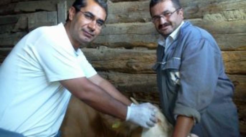 138 Bin 160 Baş Hayvana Brucella Aşısı Yapıldı