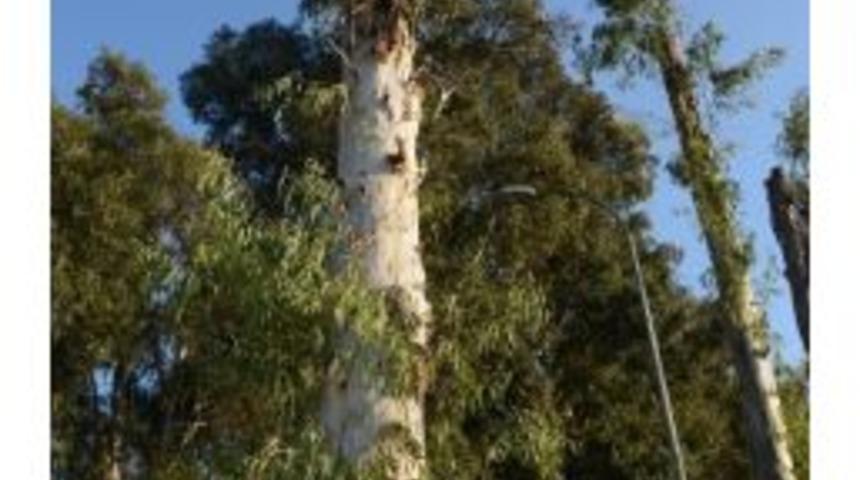 Okaliptuslar Budanıyor