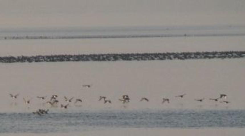 Sapanca G&ouml;l&uuml;nde Ve Acarlar Longozunda Kış Ortası Su Kuşu Sayımı Yapıldı