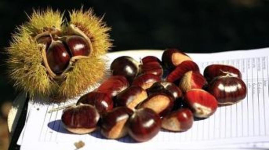 Ormana, 'odun Dışı &Uuml;r&uuml;n' Kaynağı