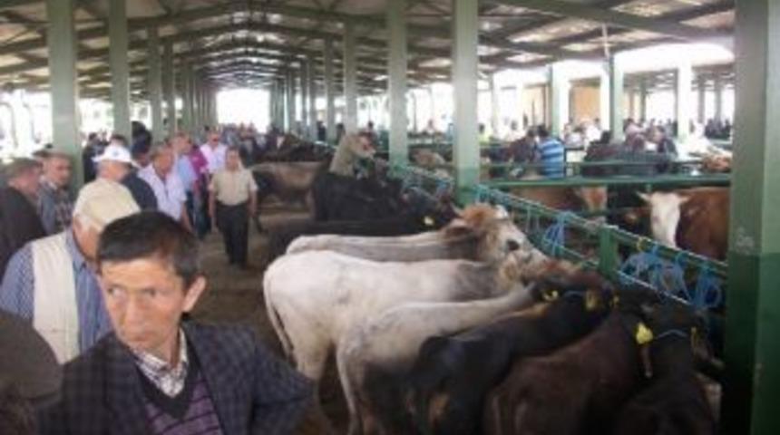 Tavşanlı'da 'şap'la M&uuml;cadele