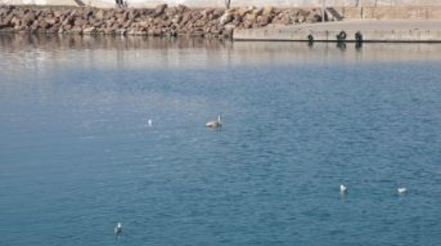 Ak&ccedil;akoca Balık&ccedil;ı Barınağına Misafir Geldi