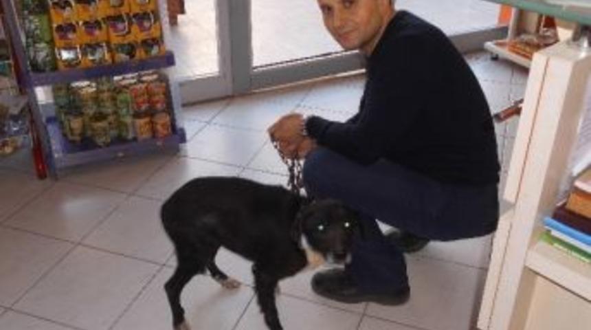 Şanslı K&ouml;pek &Ouml;l&uuml;mden D&ouml;nd&uuml;