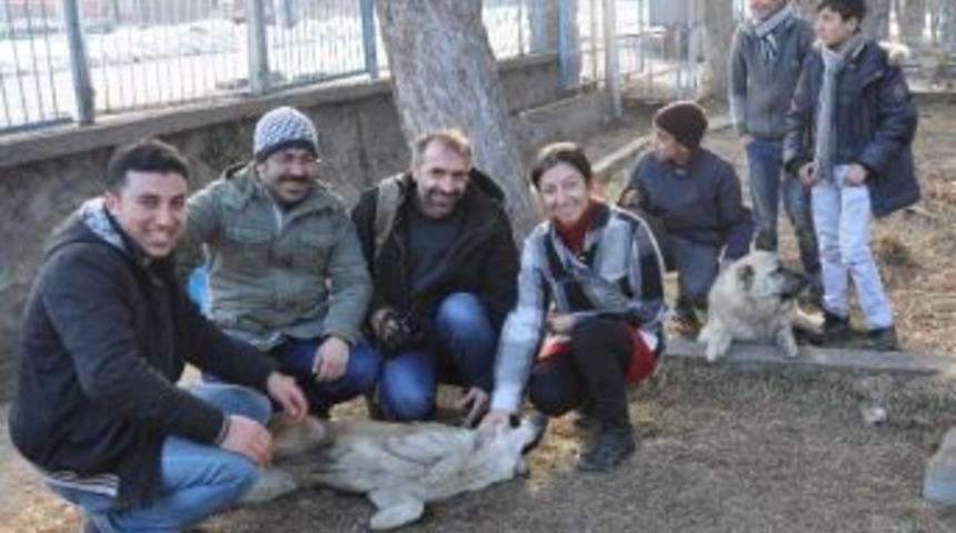 Gazeteciler Donmaktan Kurtardıkları K&ouml;pekleri Ziyaret Etti