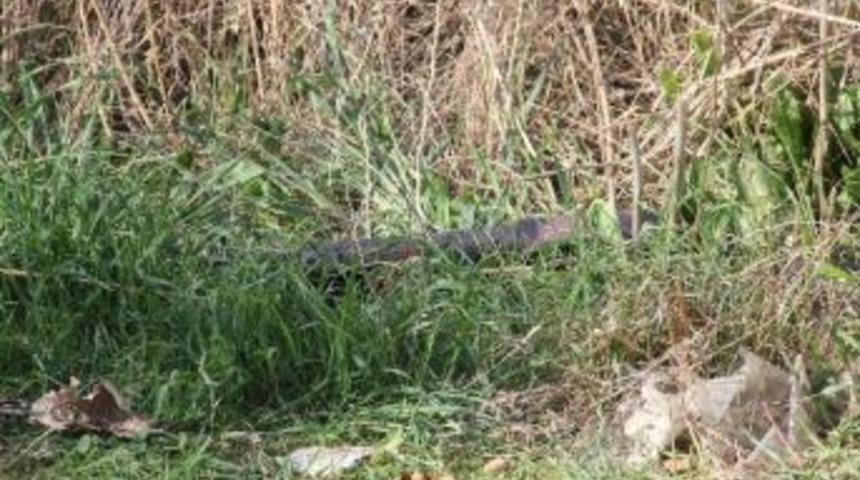 Adana'da Piknik Alanında Pompalı T&uuml;fek Bulundu