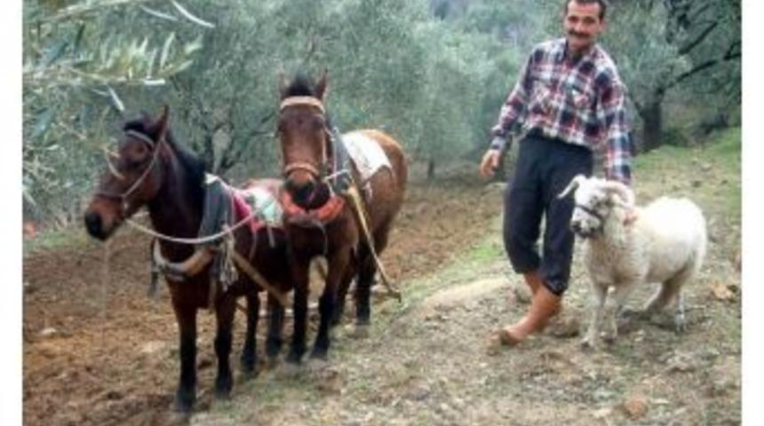 Burhaniye&rsquo;de &Ouml;ks&uuml;z Kuzu Atlara Arkadaş Oldu