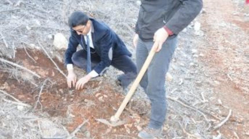 Endemik Sığır Kuyruğu Bitkisi Koruma Altına Alındı