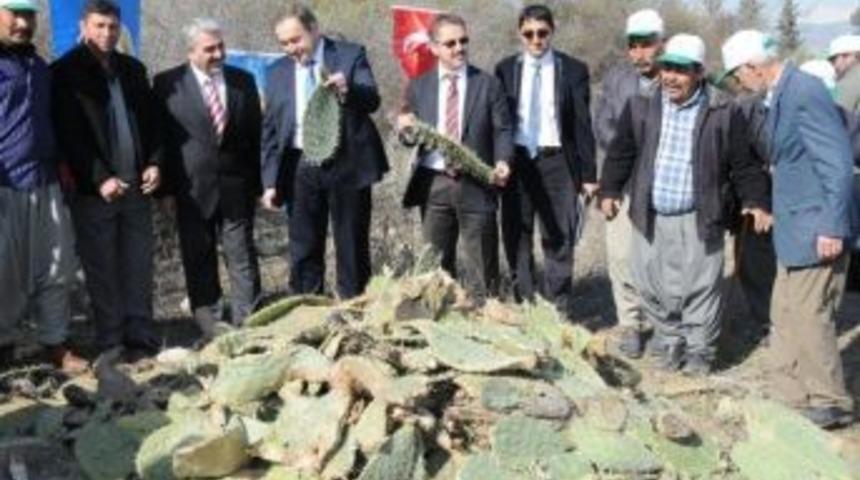 Mersin'de 2014 Yılı Dikenli İncir Yılı İlan Edildi