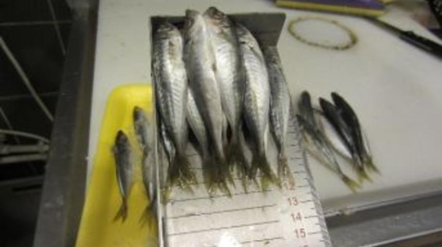 Başkent&rsquo;te Su &Uuml;r&uuml;nleri Denetimi Aralıksız S&uuml;r&uuml;yor