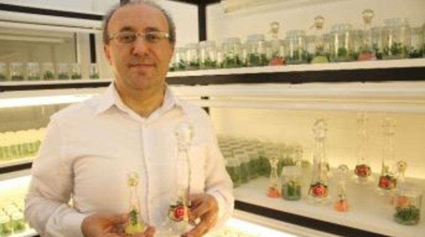 Sevgiliye Solmayan G&uuml;l