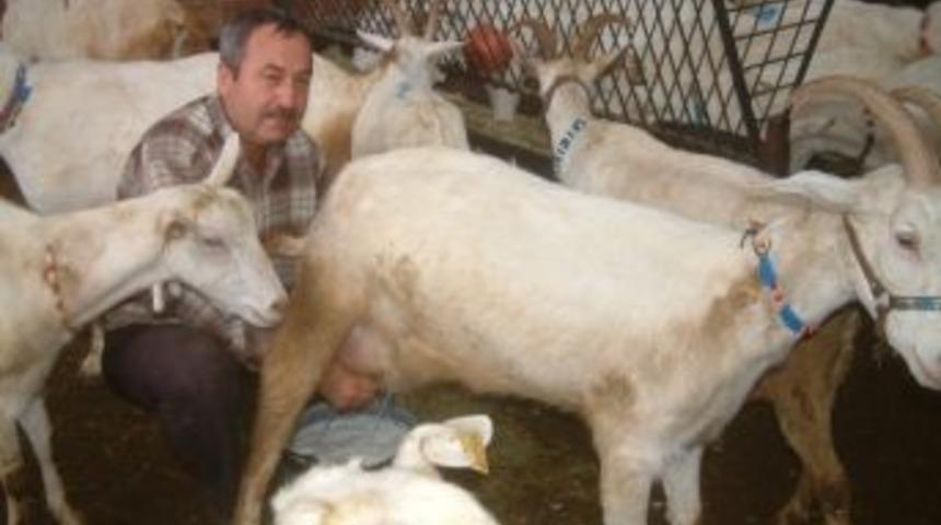 Burhaniye&rsquo;de Ke&ccedil;i S&uuml;t&uuml; Değerlendi