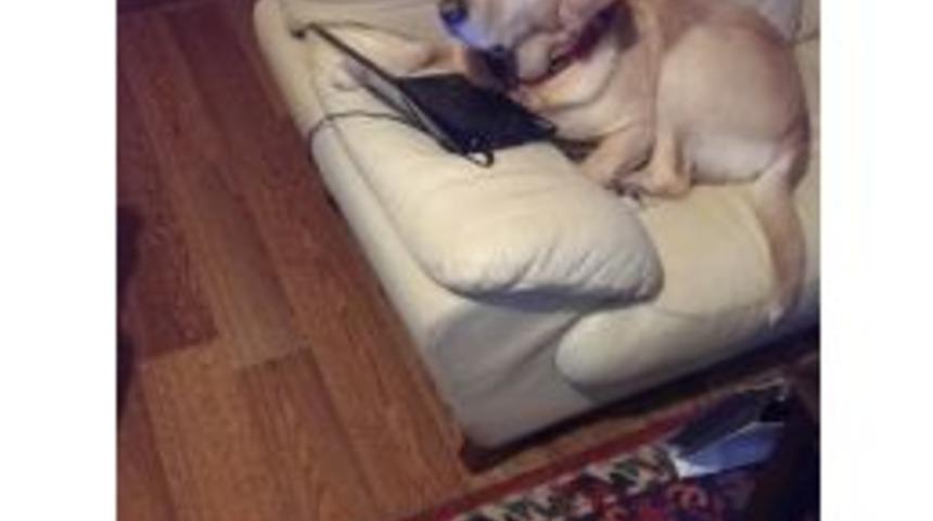 Hukukta Bir İlk Yaşandı, K&ouml;peğin İtiraz Dilek&ccedil;esi Kabul Edildi