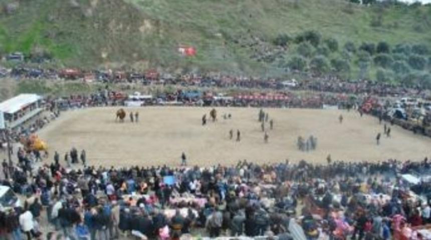 &Uuml;cretsiz Deve G&uuml;reşi B&uuml;y&uuml;k İlgi G&ouml;rd&uuml;