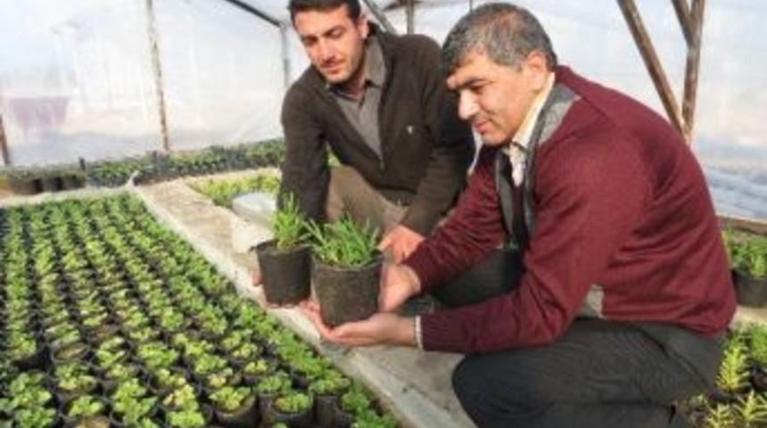 Malatya&rsquo;da Topraksız Tarımla &Ccedil;ilek &Uuml;retiliyor&hellip;