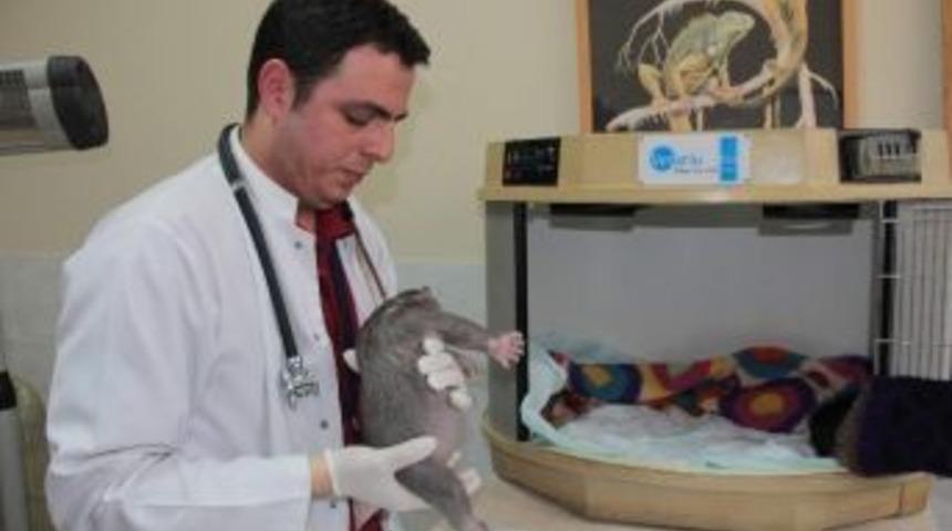 "yavru Ayının Durumu İyi Ama Annesini &Ouml;zl&uuml;yor"