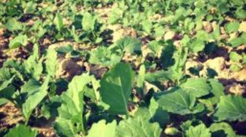 (&ouml;zel Haber) Kanola Bu Yıl Trakya &Ccedil;ift&ccedil;isinin Y&uuml;z&uuml;n&uuml; G&uuml;ld&uuml;recek