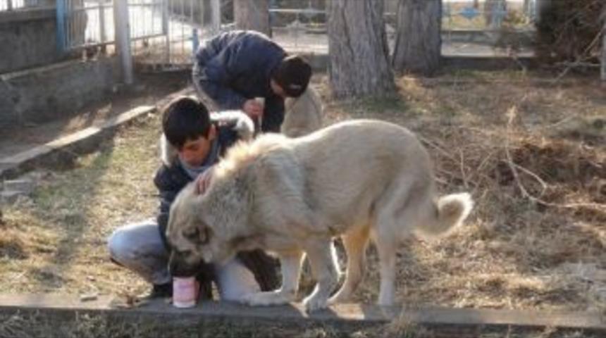 &Ouml;ğrencilerin Hayvan Sevgsi