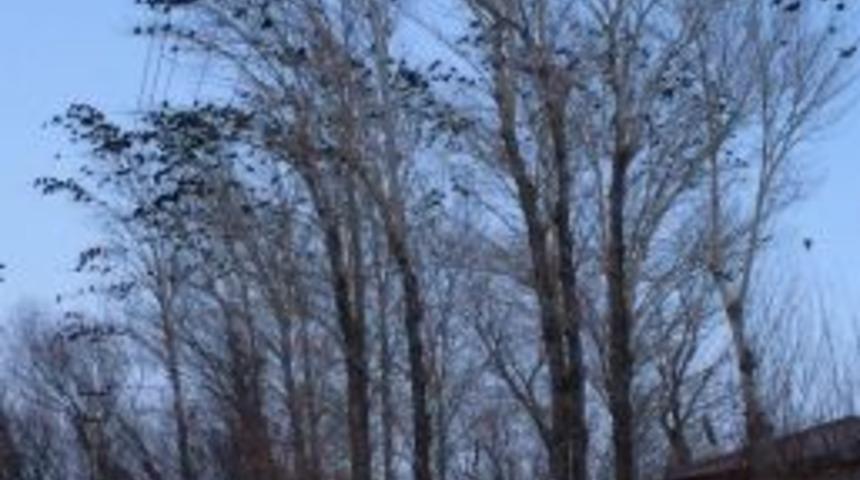 Kargalar Edremit İl&ccedil;esini İstila Etti