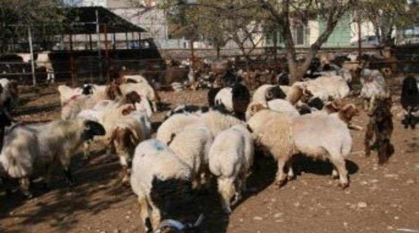 Sınırda Ka&ccedil;ak K&uuml;&ccedil;&uuml;kbaş Hayvan Ele Ge&ccedil;irildi