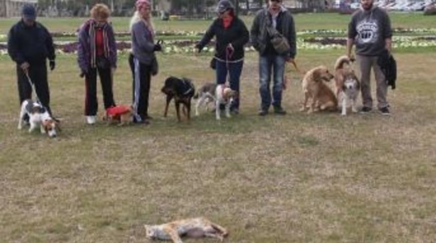 Bir Kedi Vahşeti De Adana'dan