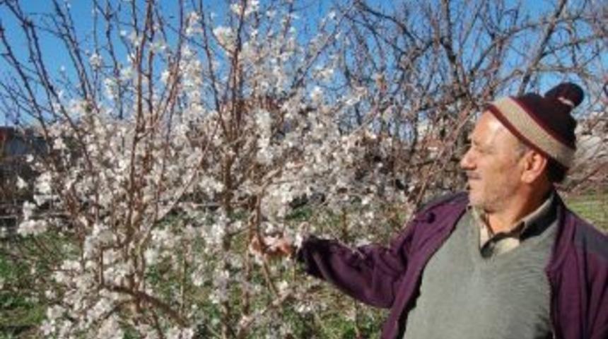 Meyve Ağa&ccedil;ları Erken Uyandı