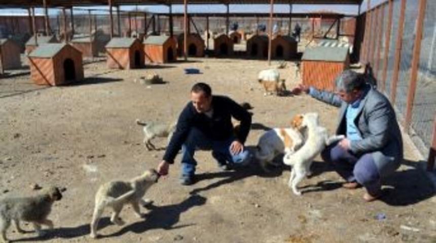 Niğde&rsquo;deki Hayvan Barınağında 750 K&ouml;pek Misafir Ediliyor