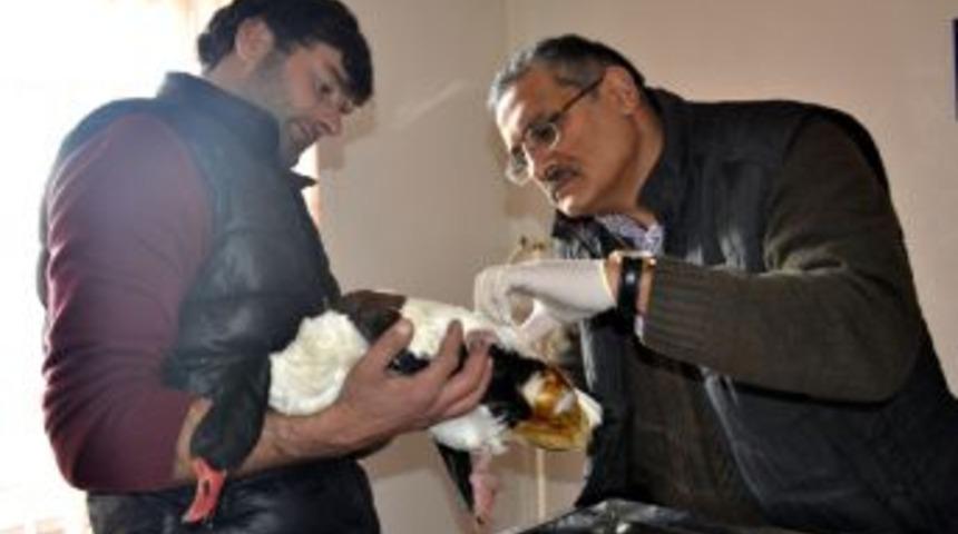 Yaralı yaban &ouml;rdeğini tedavi ettirdi