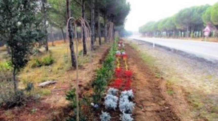 Gelibolu Yarımadası'ndaki Tarihi Milli Park Ağa&ccedil;landırıldı