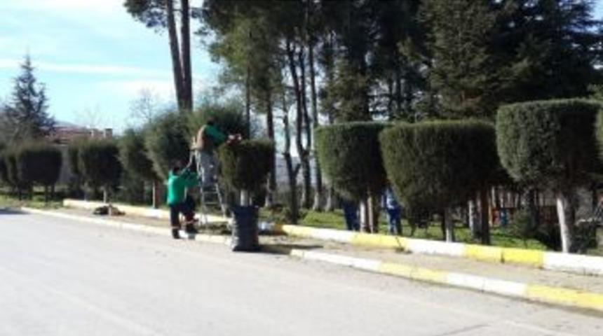 Kartepe'de Budama &Ccedil;alışmaları S&uuml;r&uuml;yor