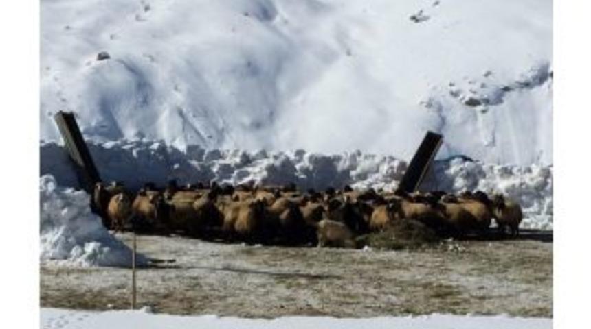 Van&rsquo;daki K&ouml;yl&uuml;lerin Kış &Ccedil;ilesi