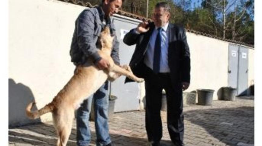 Amasya&rsquo;da K&ouml;peklerin Ormanı Olacak