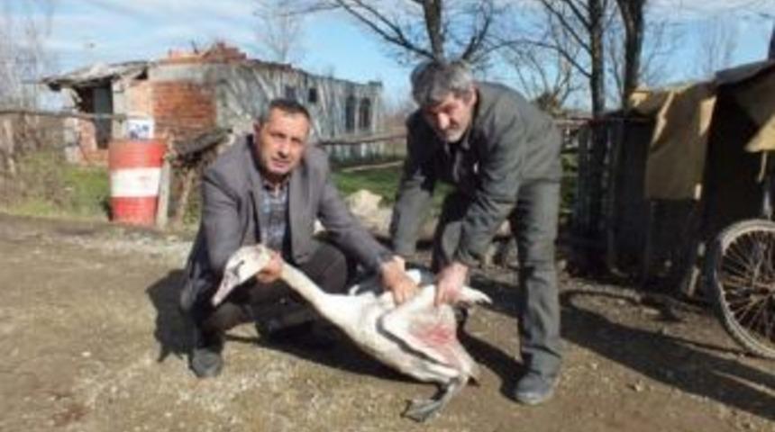 Yaralı Kuğu Tedavi Edildi