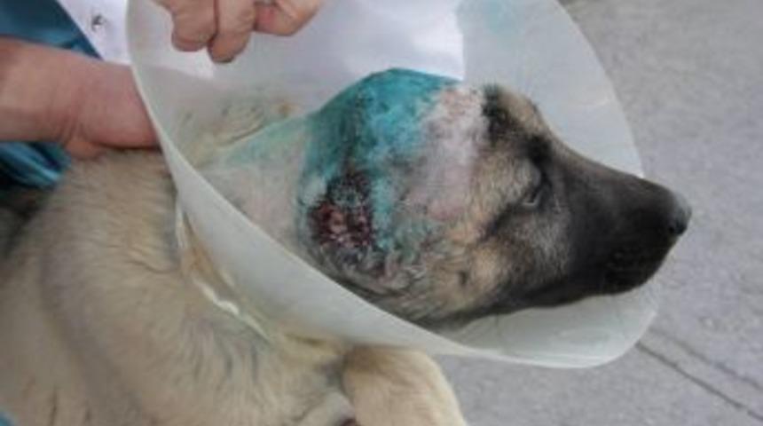 Kulağı Kesilen Yavru Kangal'a Cerrahi Operasyon