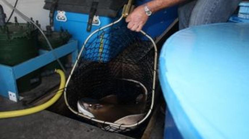 Kapıkule'de Tır Şof&ouml;rleri 11 G&uuml;nden Beri Bekliyor