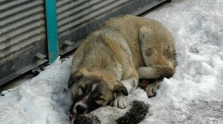 Telef Olan Kedi K&ouml;peğin Yemeği Oldu