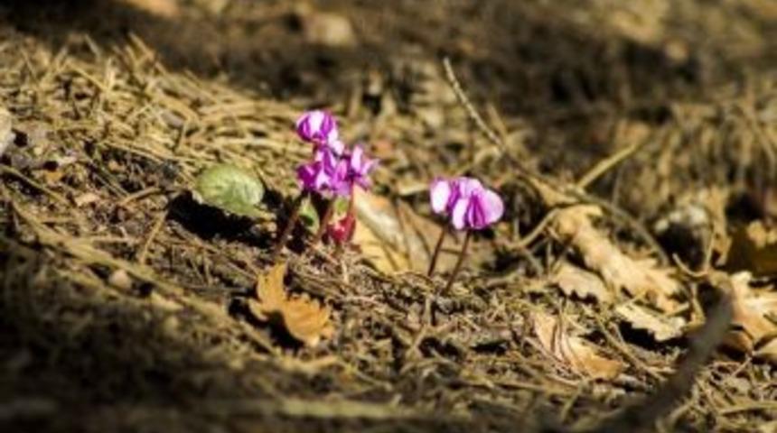 G&uuml;m&uuml;şhane&rsquo;de Yabani Tavşankulakları A&ccedil;tı