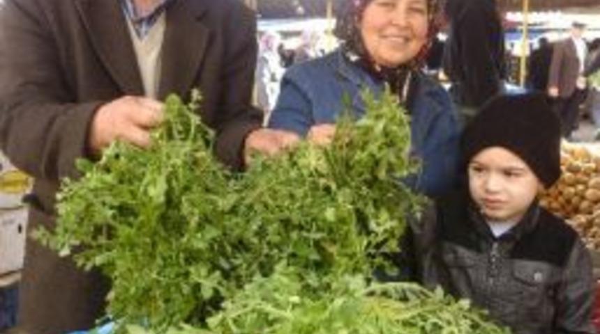 Hayrabolu'da Gelincik Bitkisine B&uuml;y&uuml;k İlgi