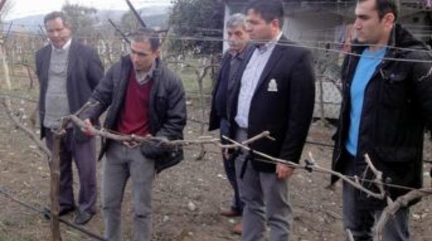 Aydın'da Bağcılık Eğitimleri Devam Ediyor