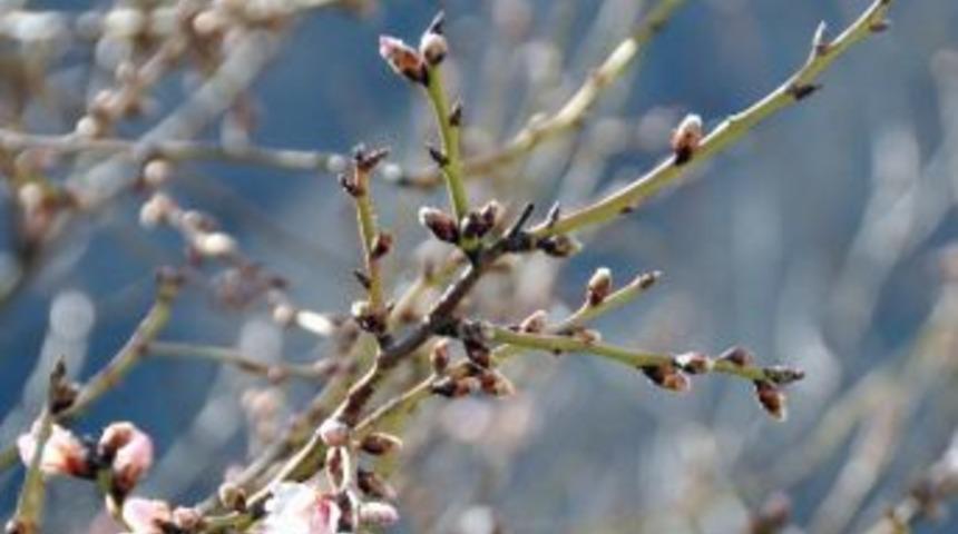 Ağa&ccedil;lar Bir Ay Erken &Ccedil;i&ccedil;ek A&ccedil;tı, &Ccedil;ift&ccedil;i Endişeli