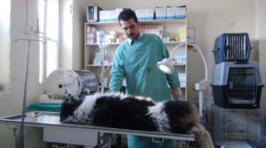 D&ouml;v&uuml;şte Yaralanan K&ouml;pekler Tedavi Altına Alındı