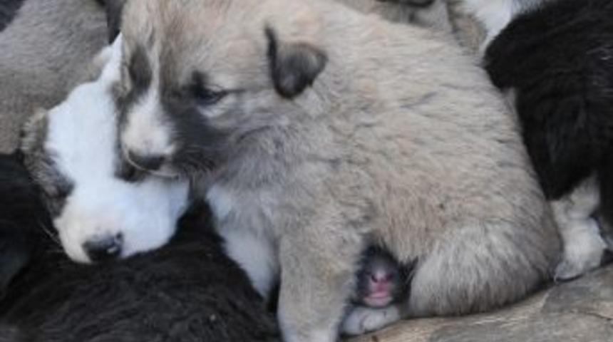 Yavru K&ouml;peklere Şefkat Eli