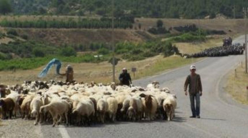 Artık Sertifikalı &Ccedil;obanlar Yetişecek