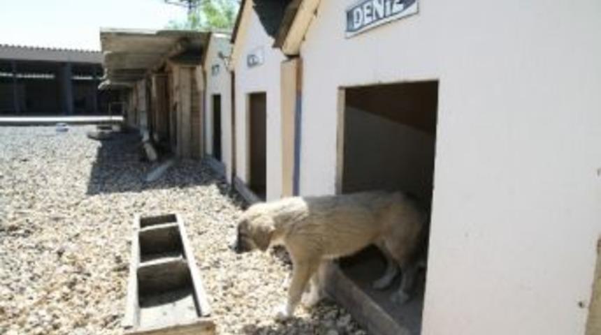 Sokak Hayvanlarını İnternet &Uuml;zerinden Sahiplenme İmkanı