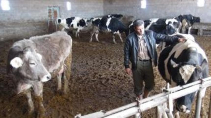 Niğde&rsquo;de 10 G&uuml;nde 19 B&uuml;y&uuml;kbaş Hayvan &Ouml;ld&uuml;