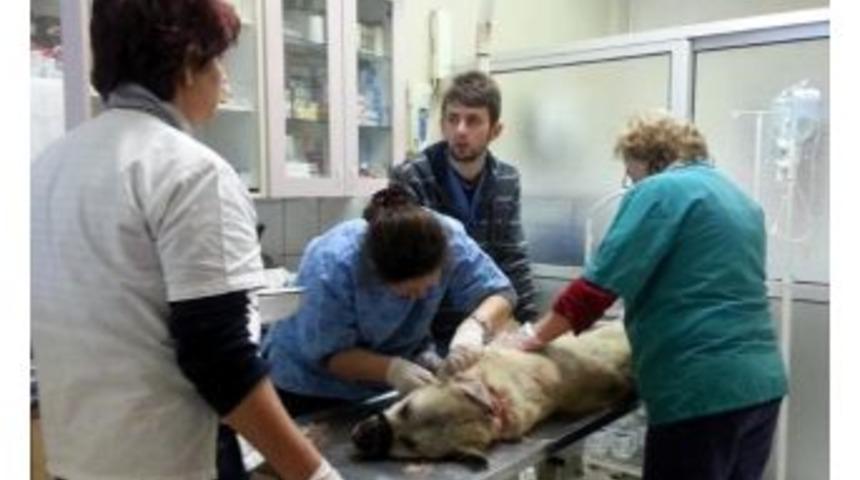 Köpeğin Boynuna Tel Takarak İşkence Ettiler