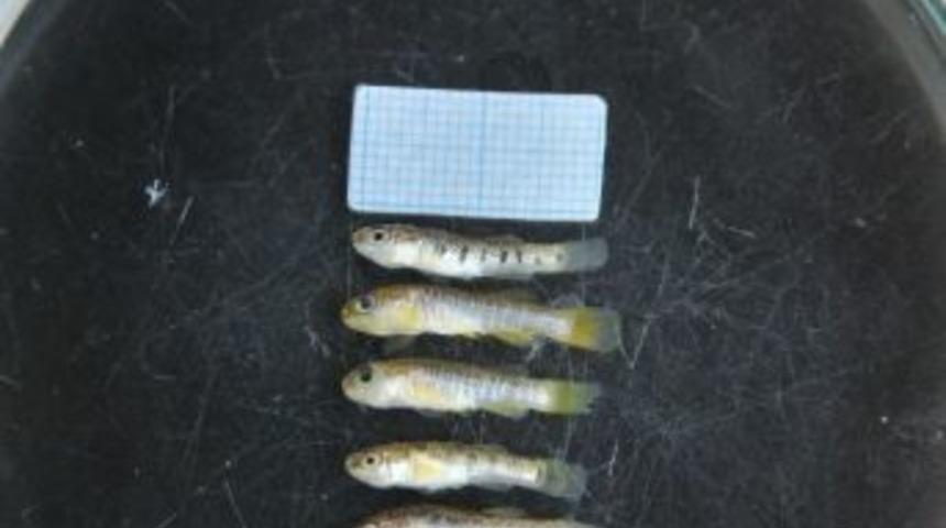 &Ccedil;anakkale&rsquo;de Endemik Bir Balık T&uuml;r&uuml; Populasyonu Tespit Edildi