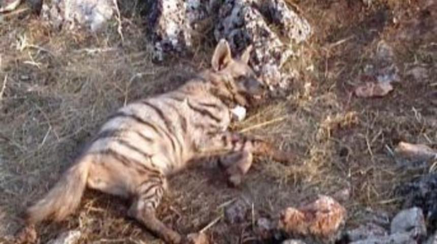 &Ccedil;izgili Sırtlan Cps Takılarak Takip Ediliyor