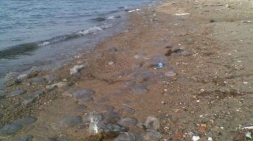 &Ccedil;anakkale Boğazını Denizanaları İşgal Etti