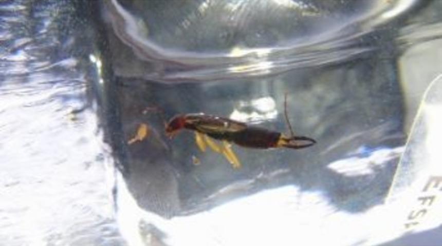 B&ouml;cekli Gazoz Davasında 1 Yıl Hapis Kararı