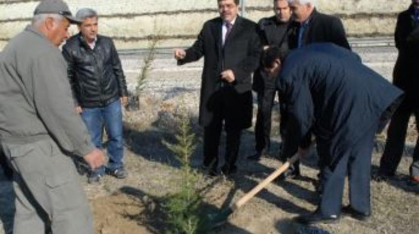 Yol Kenarı Ağa&ccedil;landırmaları İle Şehrin &Ccedil;ehresi Değişiyor